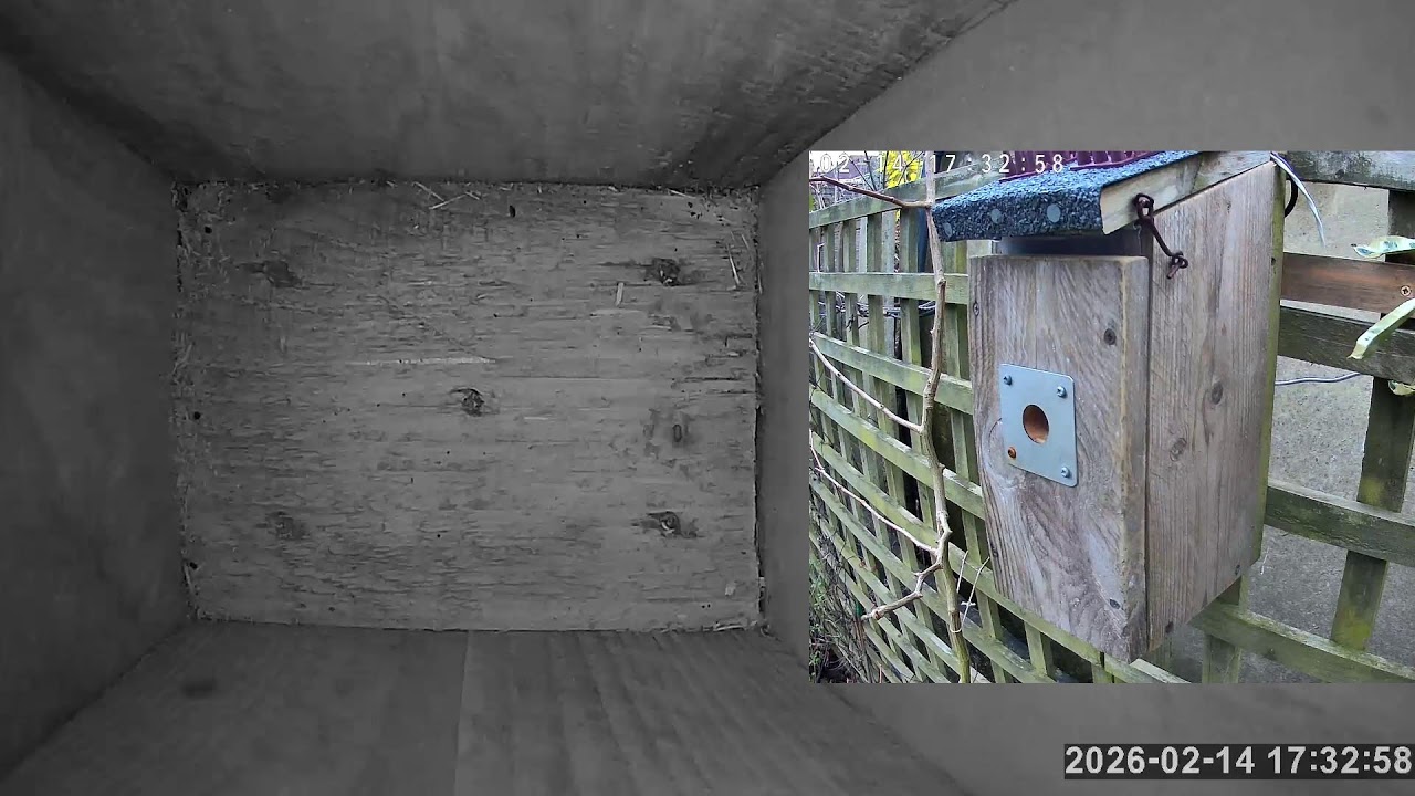 SoBo Nest Box Live Stream