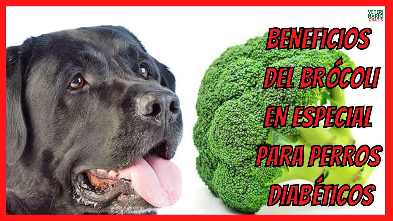 🟢 BENEFICIOS DEL BRÓCOLI Y LA COLIFLOR EN ESPECIAL PARA PERROS DIABÉTICOS