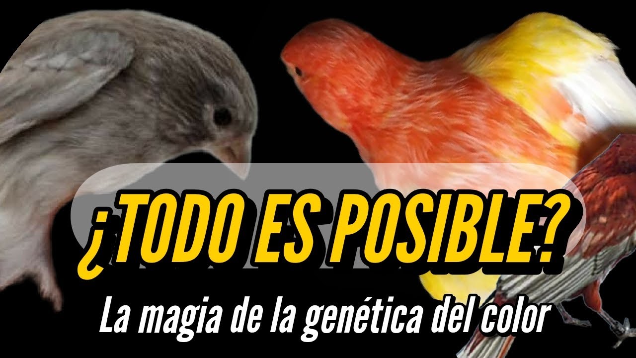 ¿NUEVOS COLORES EN LOS CANARIOS? Colores imposibles y otros casos curiosos