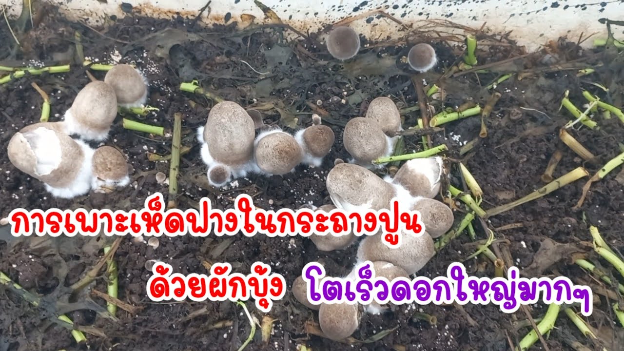 วิธีเพาะเห็ดฟางในกระถางปูนด้วยผักบุ้งทำอย่างไร 11วันโตเร็วและดอกใหญ่มากๆ/เต๋าสายกลาง