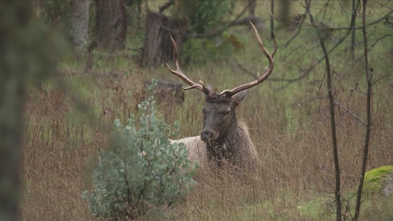 Rocky Mountain elk seen in the Central Valley
