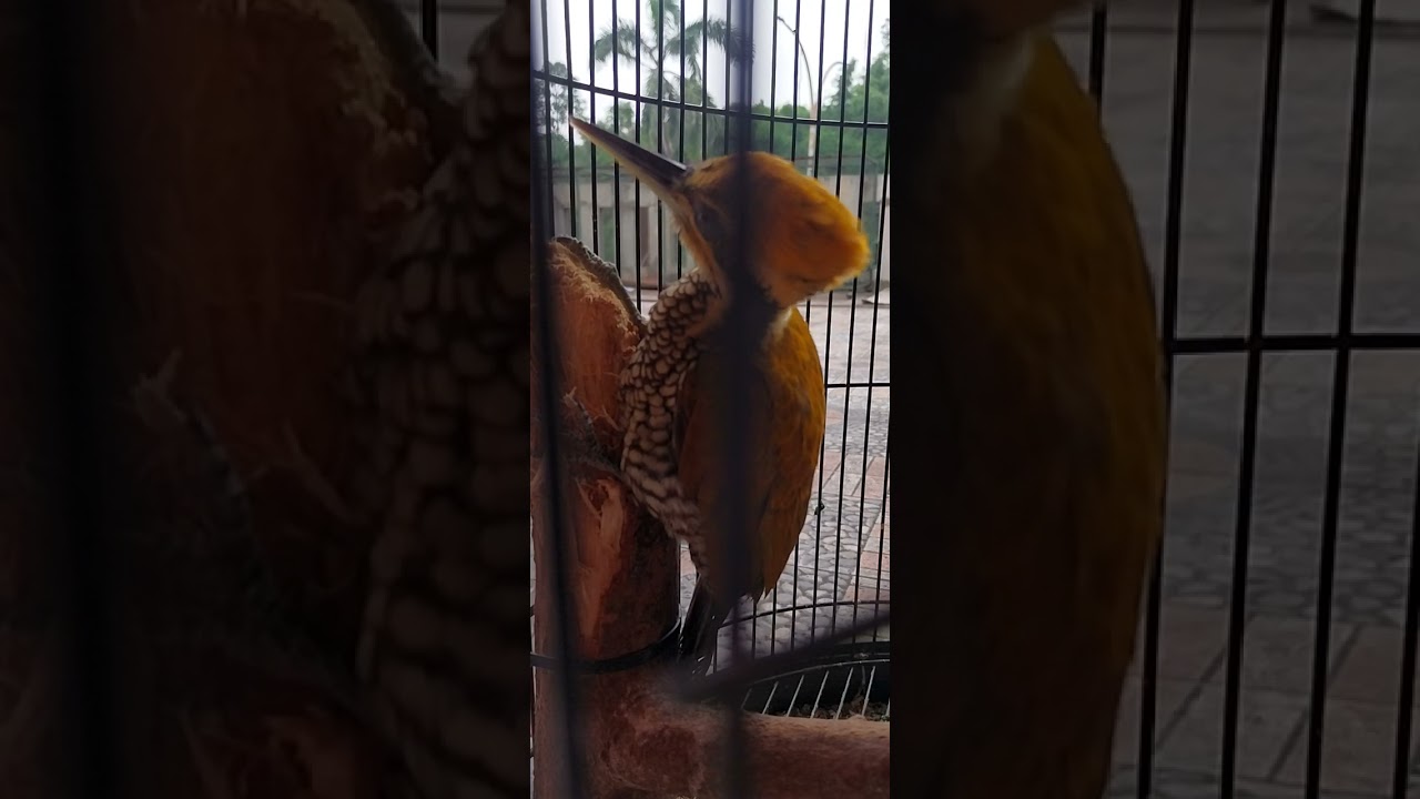 Pelatuk bawang gacor
