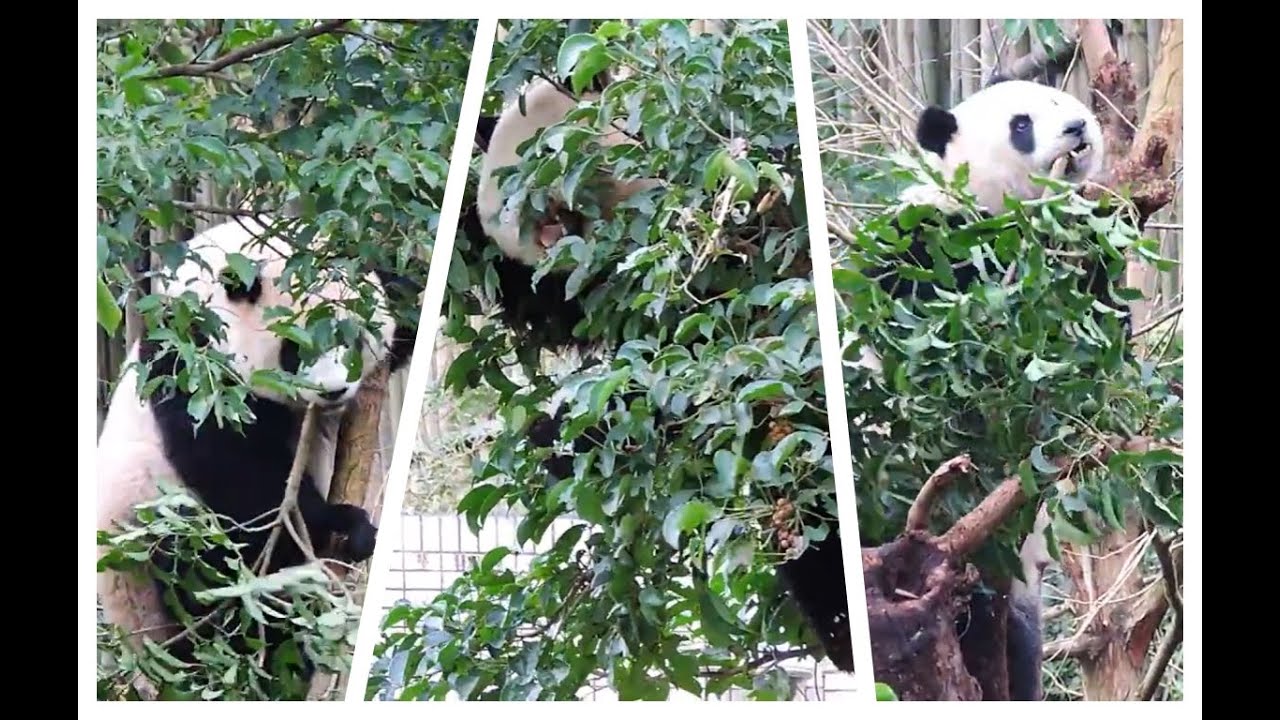 20160131-4 圓仔毀樹有夠牛 茄苳果稀逕入口 Giant Panda Yuan Zai