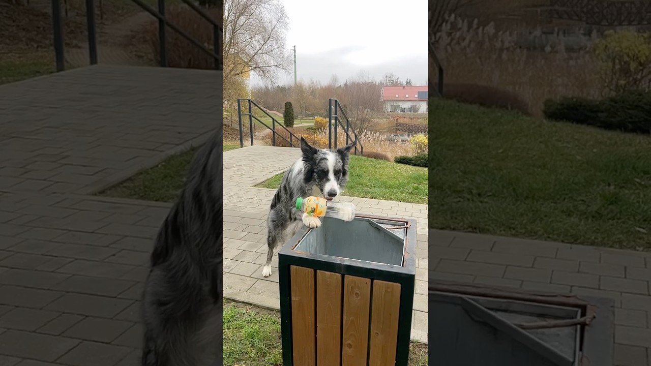 Dina dba o środowisko