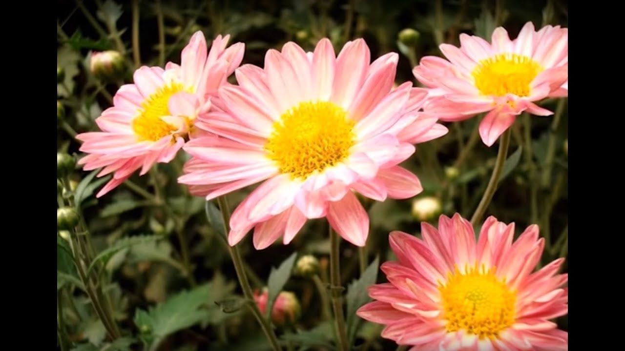 Chatt Par Baghwani - Grow and enjoy Chrysanthemum