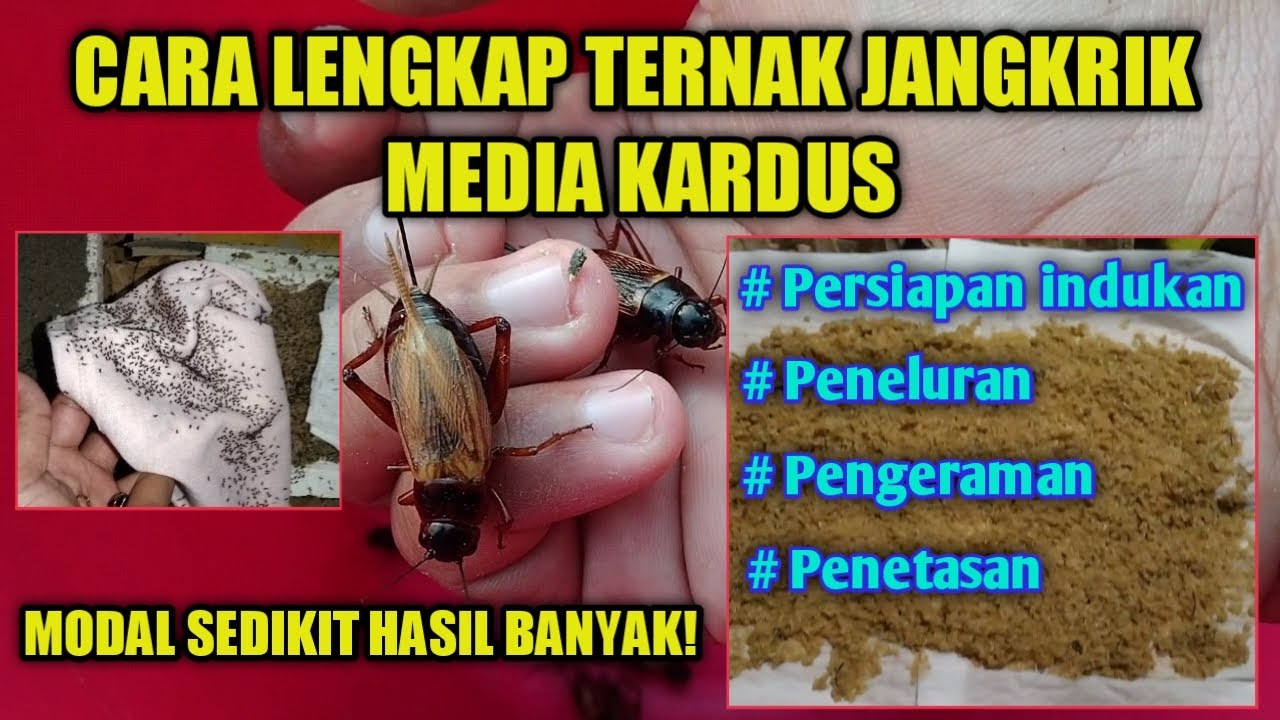 Cara lengkap ternak jangkrik media kardus! Dijamin Berhasil!