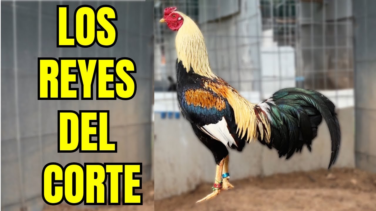 LOS 3 REYES DEL CORTE....