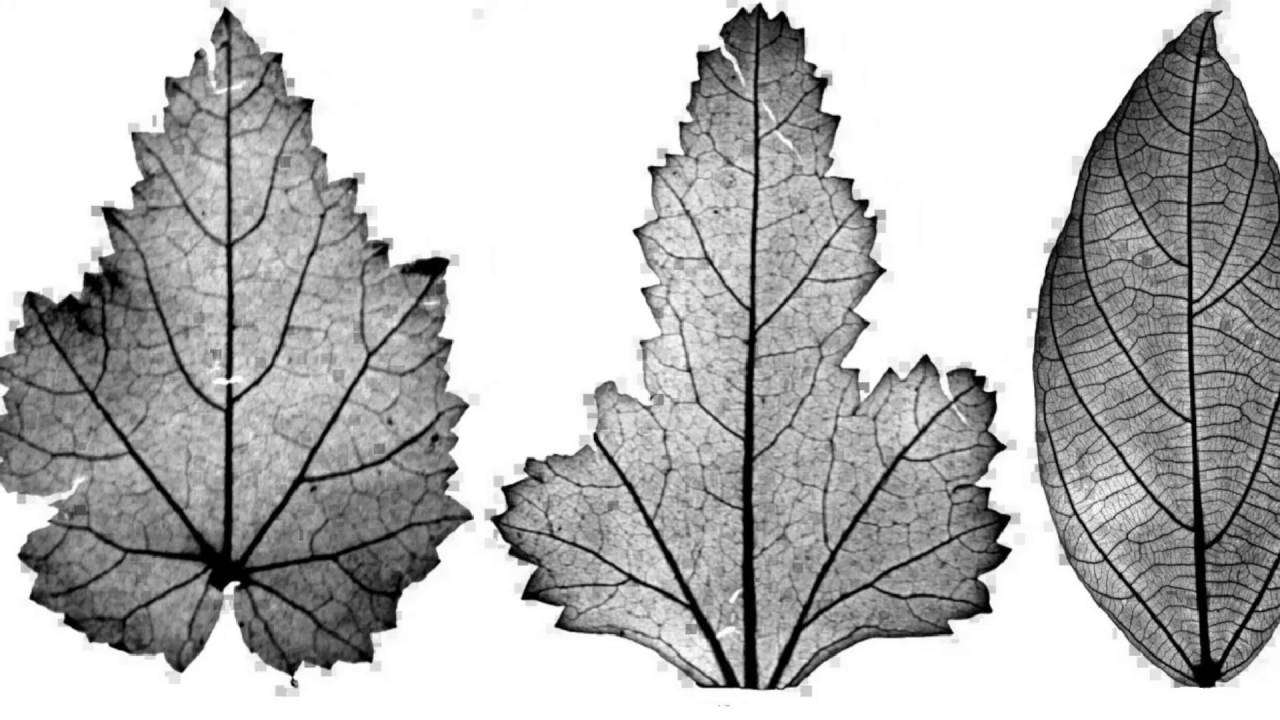 Peter Wilf - Computer Vision Cracks the Leaf Code