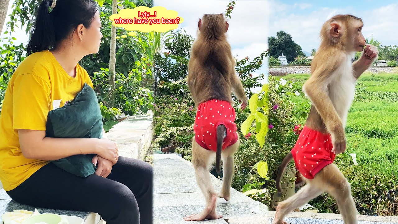 Monkey Lyly went somewhere while she was sunbathing and mom went looking for her