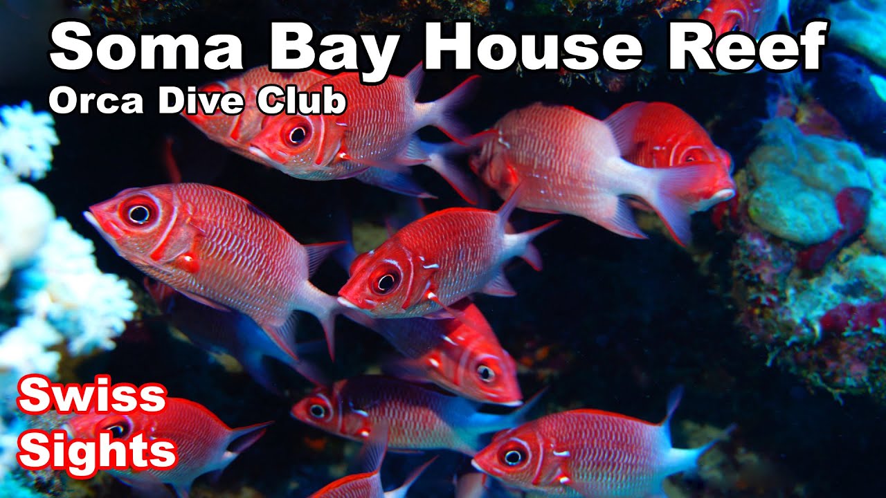 Orca Dive Club Soma Bay Beautiful House Reef The Breakers 4K