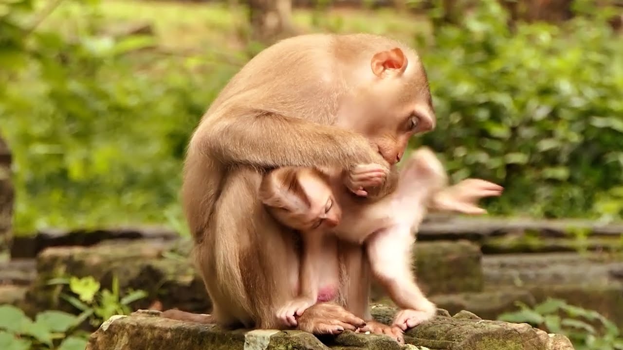 Adorable BB Lexi try to get milk from Her Mom Loy till other leg still on the sky !!