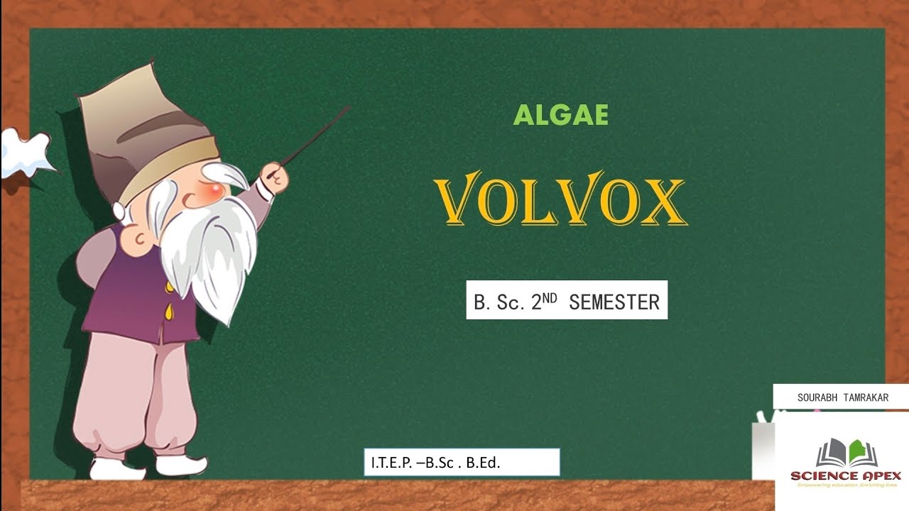 VOLVOX  [1] -ALGAE  | B.Sc. BOTANY
