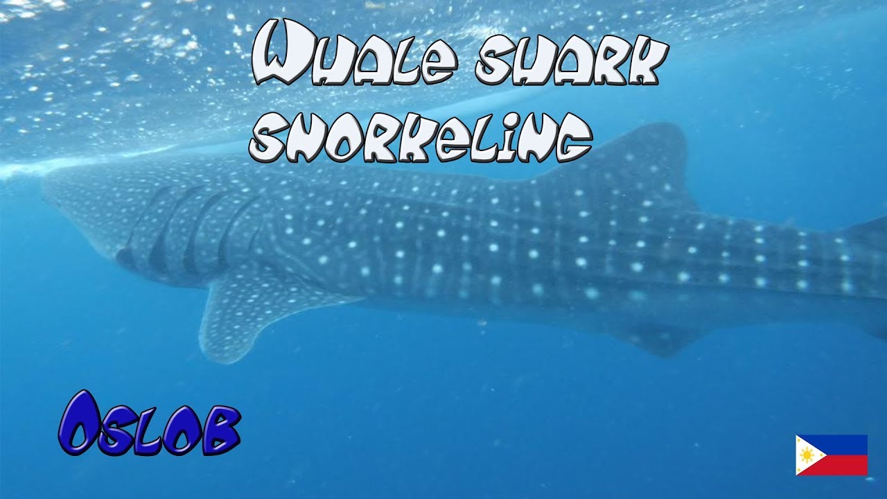 Филиппины. Ослоб и тигровые акулы. Как с Бохола добраться до Ослоба и в Моалбол.