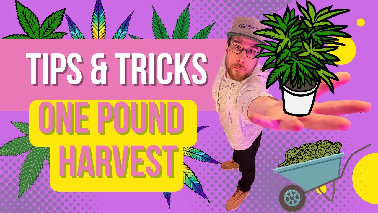 How To Grow ONE POUND Plants