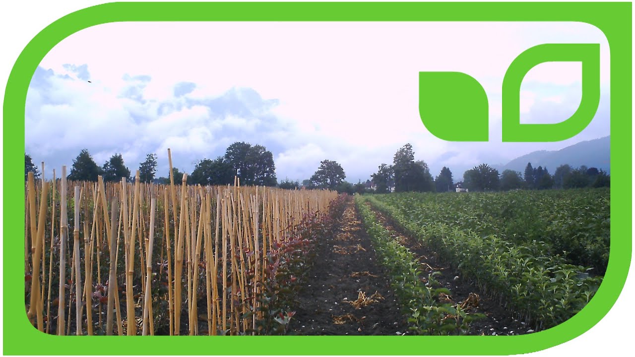 We are proud producers and nurserymen