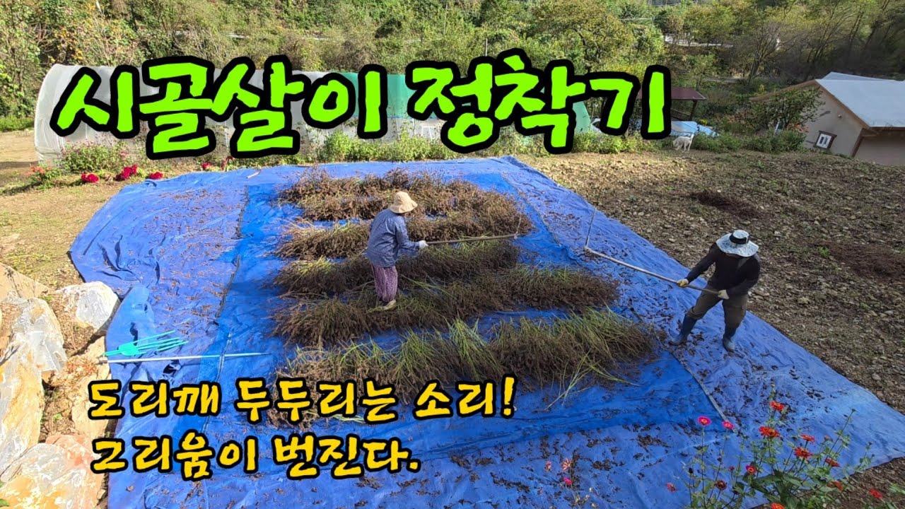 정겨운 시골 소리 ㅣ들깨털기 ㅣ강아지집 만들기 ㅣ마당 디딤석놓기 ㅣ정자 오일스테인 칠하기
