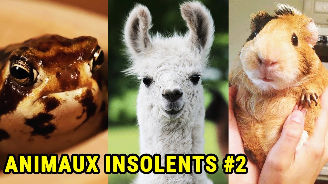 Le Manque De Respect INCROYABLE Des Animaux #2