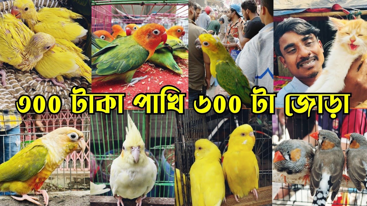 ৩০০ টাকা পাখি ৬০০ টাকা জোড়া || মিরপুর ১৩ পাখির হাট || Mirpur 13 pakhir hat || Bird market bd
