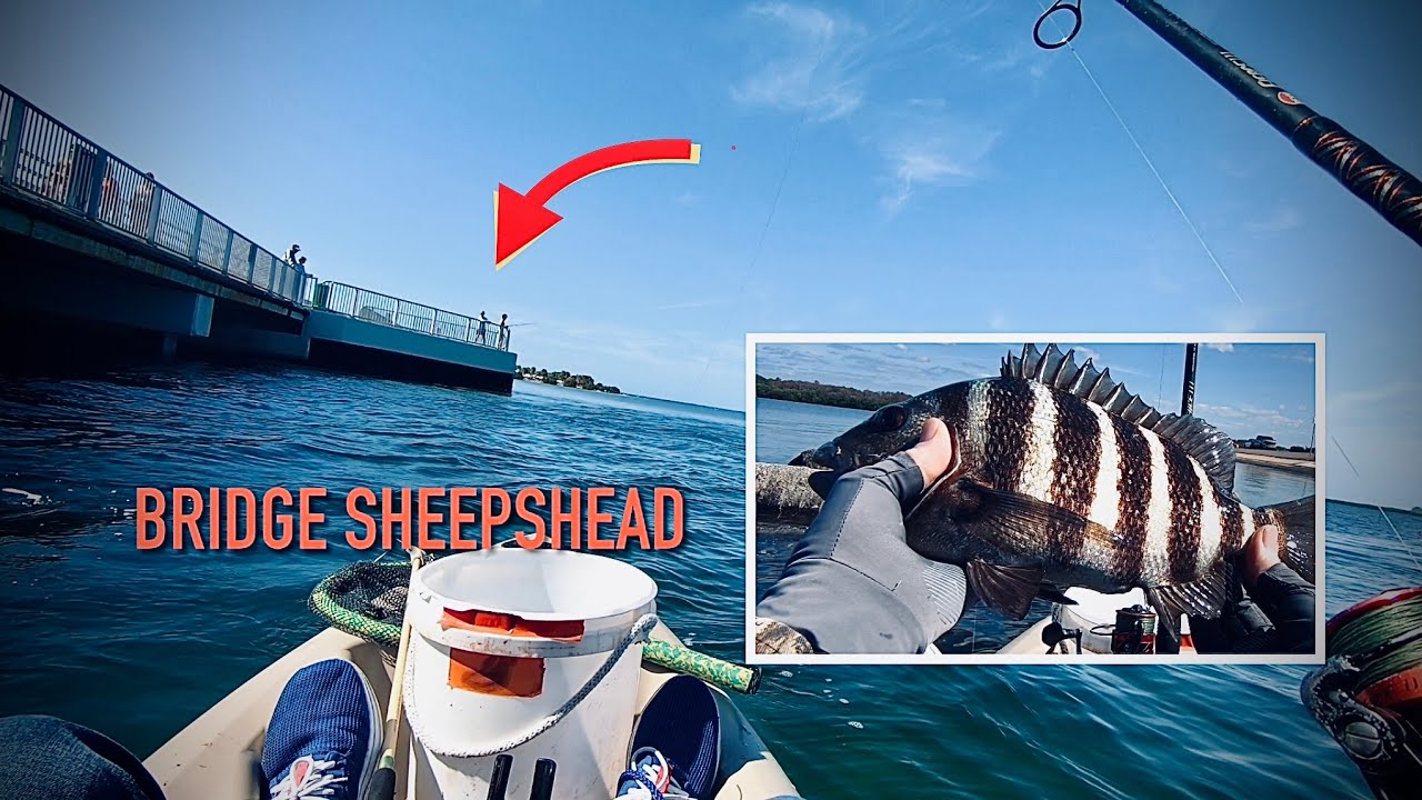 FISHING UNDER the Bridges for Sheepshead at Fred Howard Park, Florida 🏝️🎣