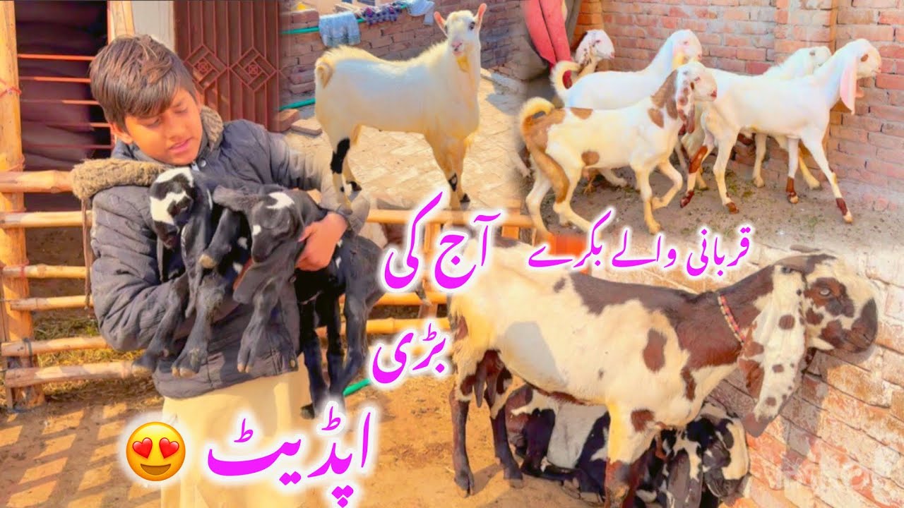Farm Life + Qurbani Stock Update | برکت فارم کی تازہ صورتحال | Goat Farming Pakistan