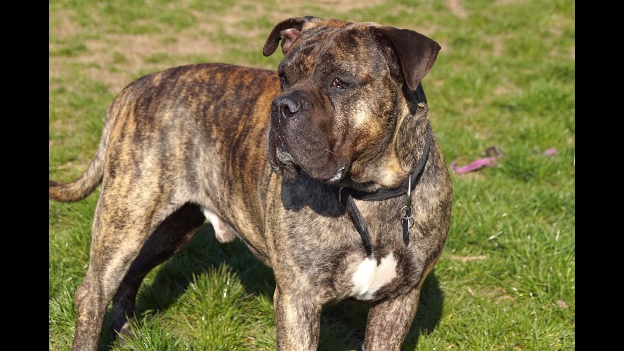 Tierheimtraining - Behandlungstraining mit angstaggressiven Hunden