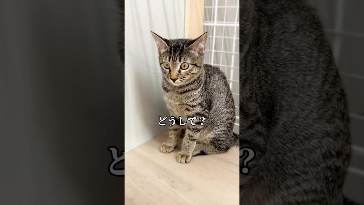 一緒にはいられないの #shorts
