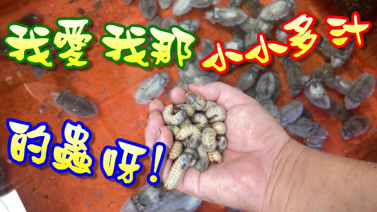 【多採多汁遊樂園】雞母蟲餵食秀第二季來了 這次補齊上次沒餵到的三種員工吧!!!