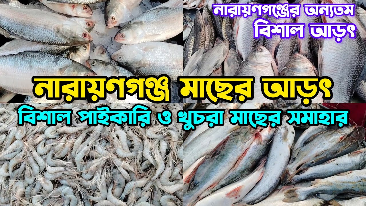 নারায়ণগঞ্জ মাছের আড়ৎ | বিশাল পাইকারি ও খুচরা মাছের সমাহার | মাছের বর্তমান দাম জানুন #মাছেরআড়ৎ #fish
