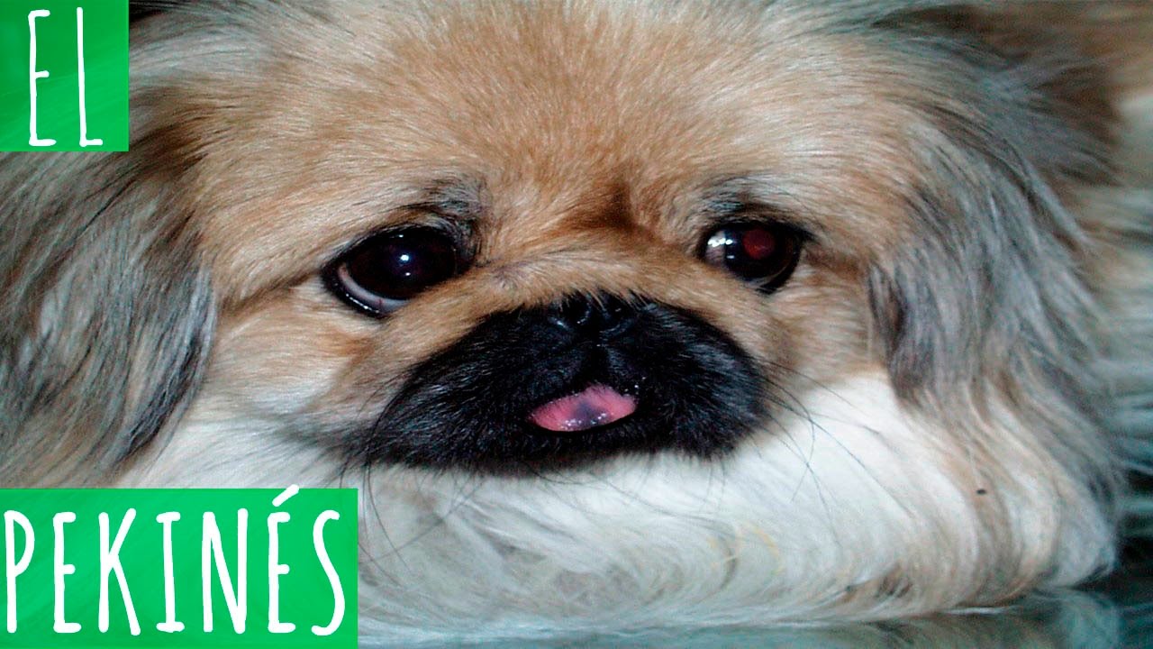 EL PEKINÉS