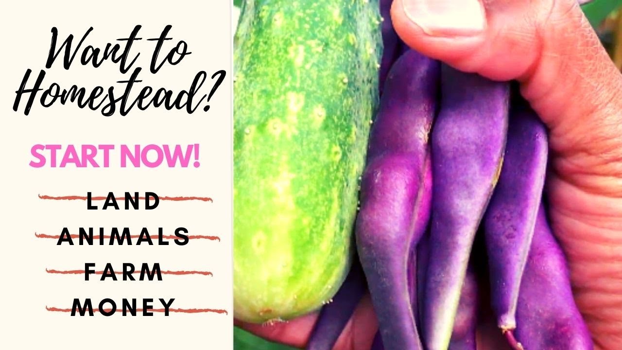 How to Homestead Without Land | Learn to Urban Homestead| Ep 2