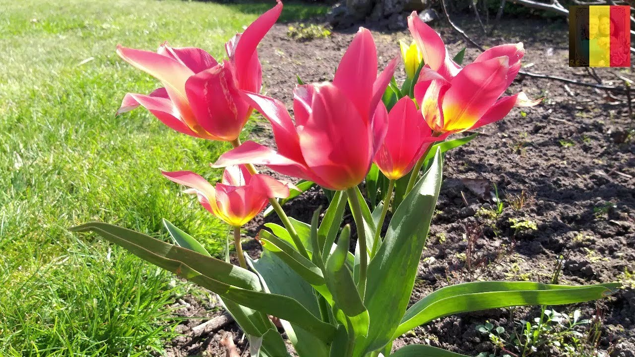 BEAUTIFUL SPRING FLOWERS // LIMBURG // BELGIUM // ELLA'SLIFE