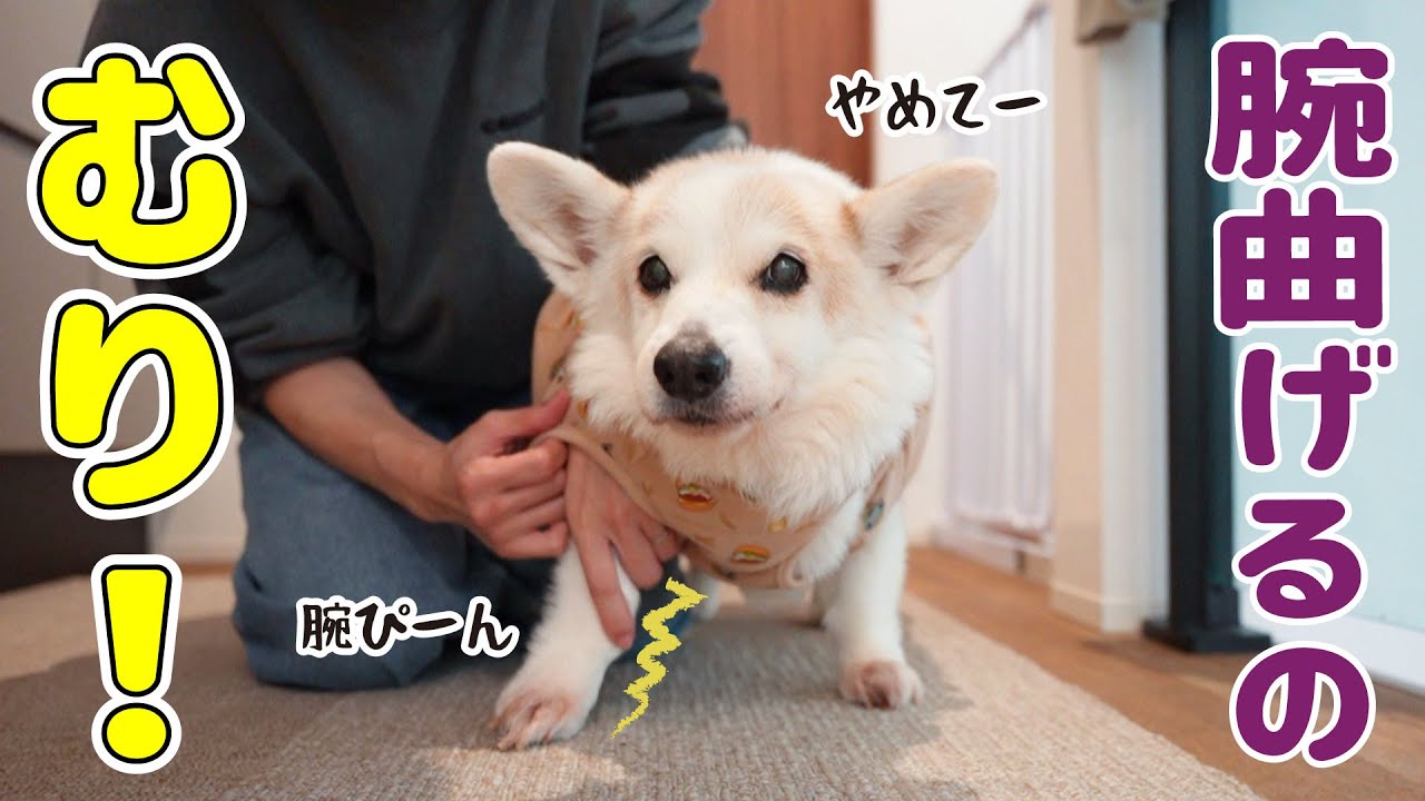関節が痛い愛犬にぴったりな不思議な服を買いました