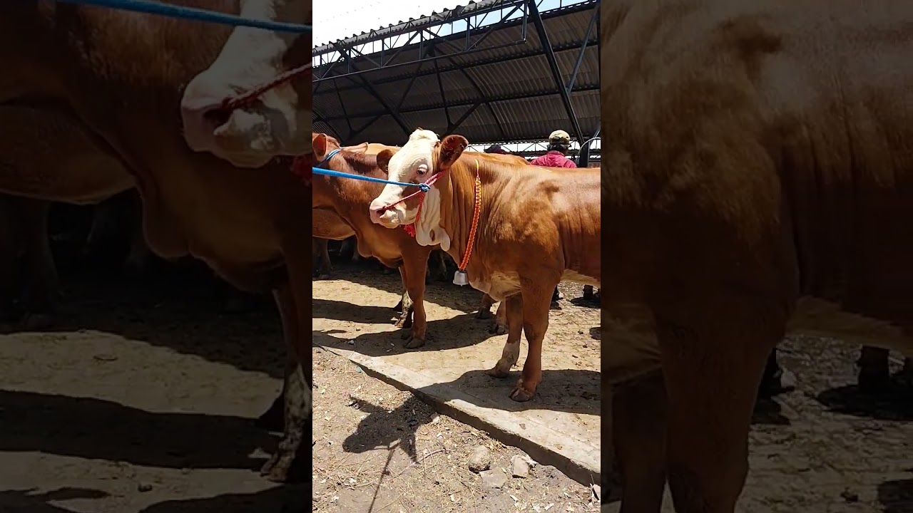 PEDET BETINA CALON INDUKAN SUPER