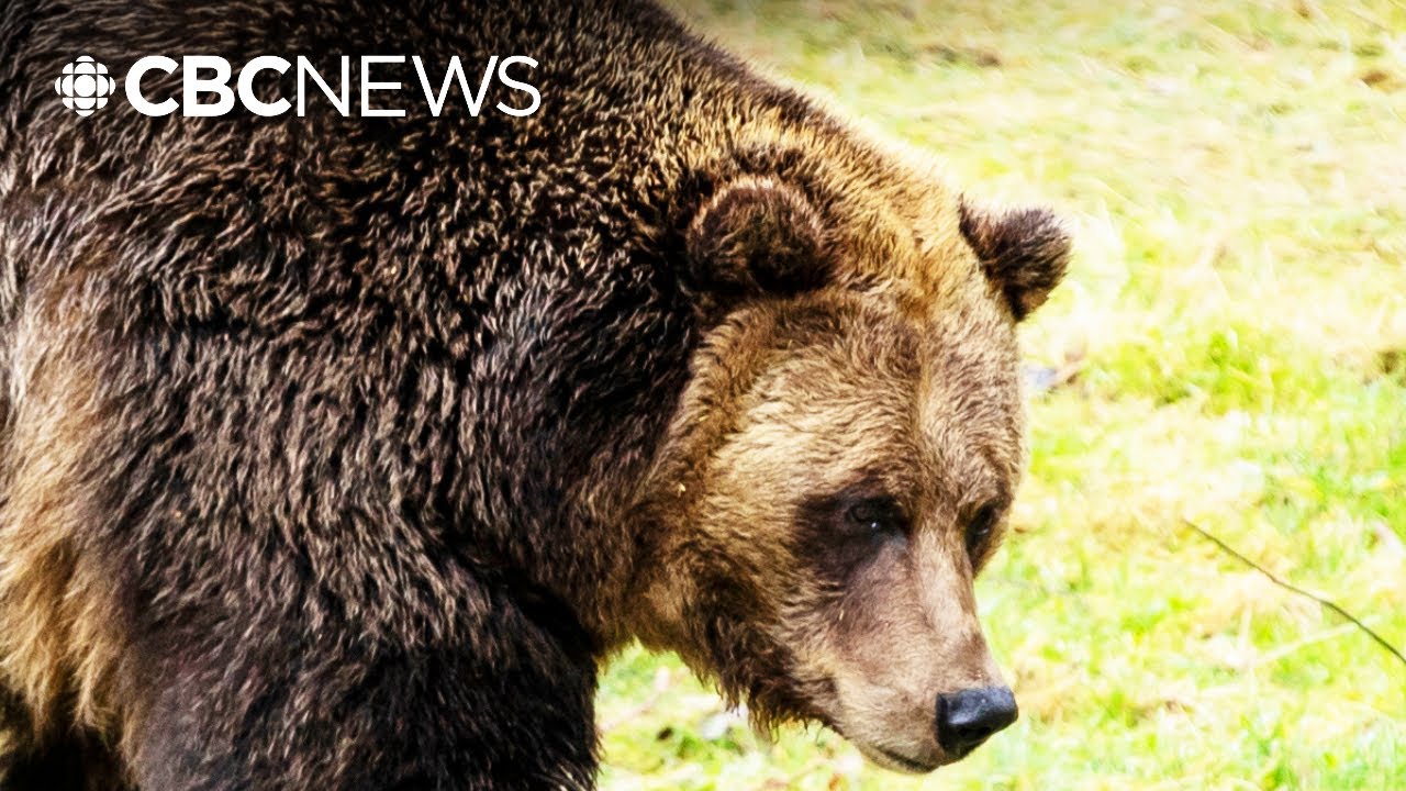 Father of girl involved in grizzly attack reflects on coexistence with nature