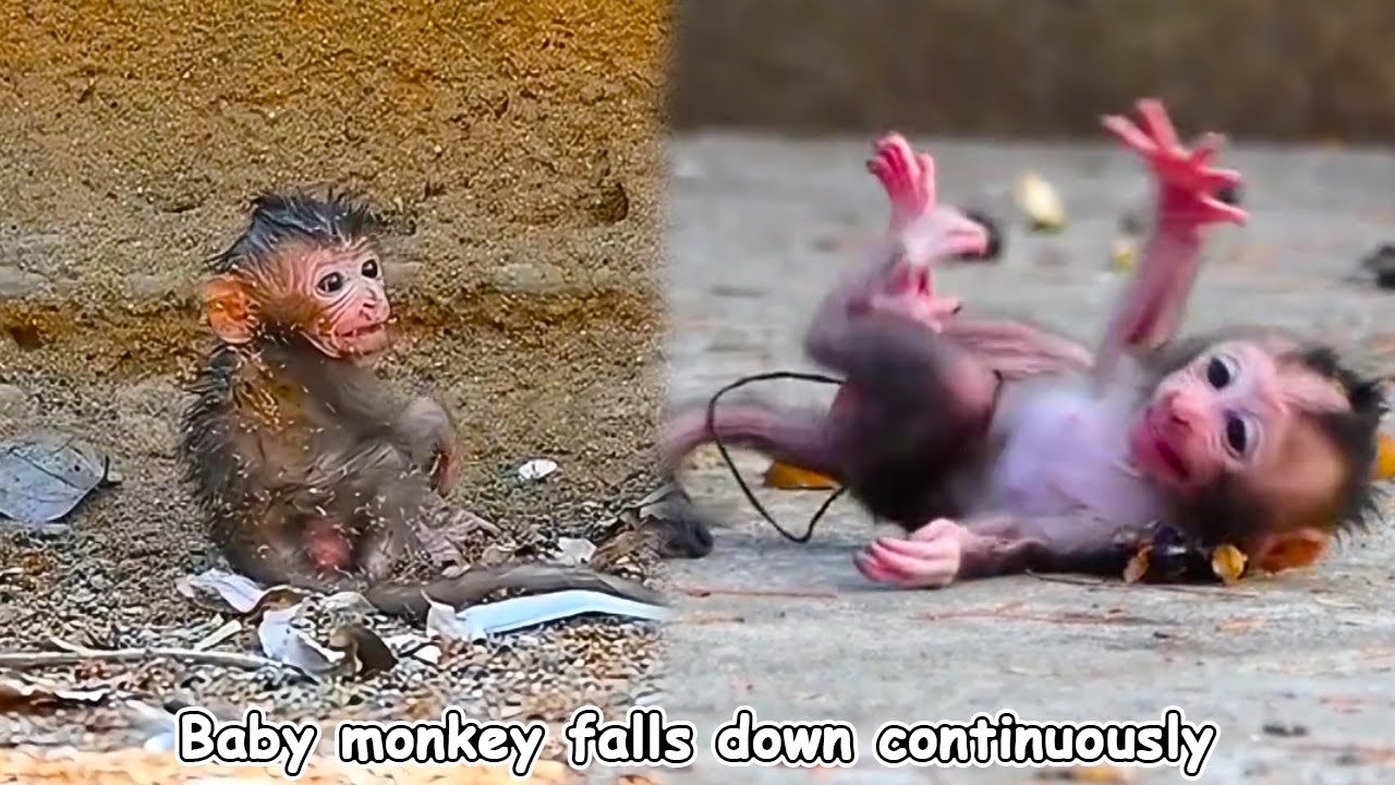 The newborn monkey staggered and fell down. The baby monkey learning to walk is so cute