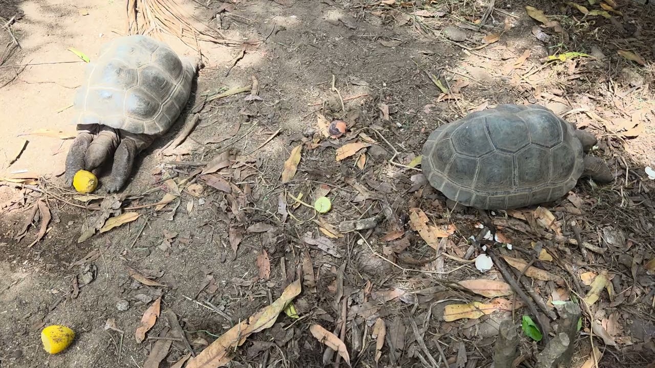 Tortoise eating lemon and scraps