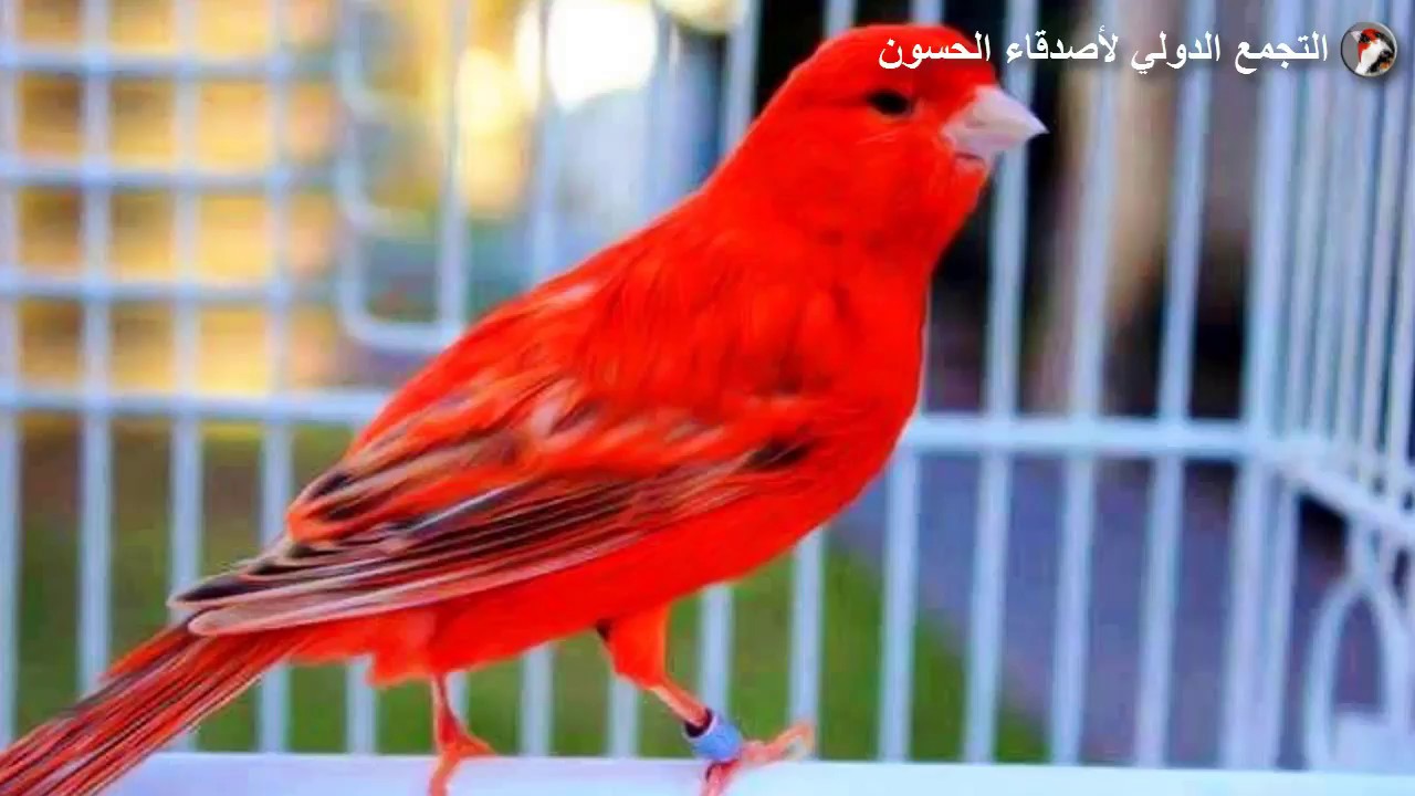 تغريد كناري مذهل ! (لتسميع الفراخ)
