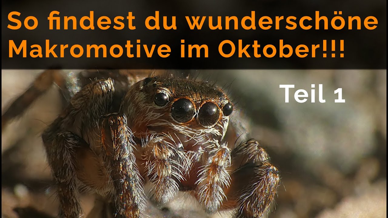 Wunderschöne Makromotive im Oktober Teil 1 - Lumix FZ 300 Panasonic DMW LC55 und Raynox DCR 250