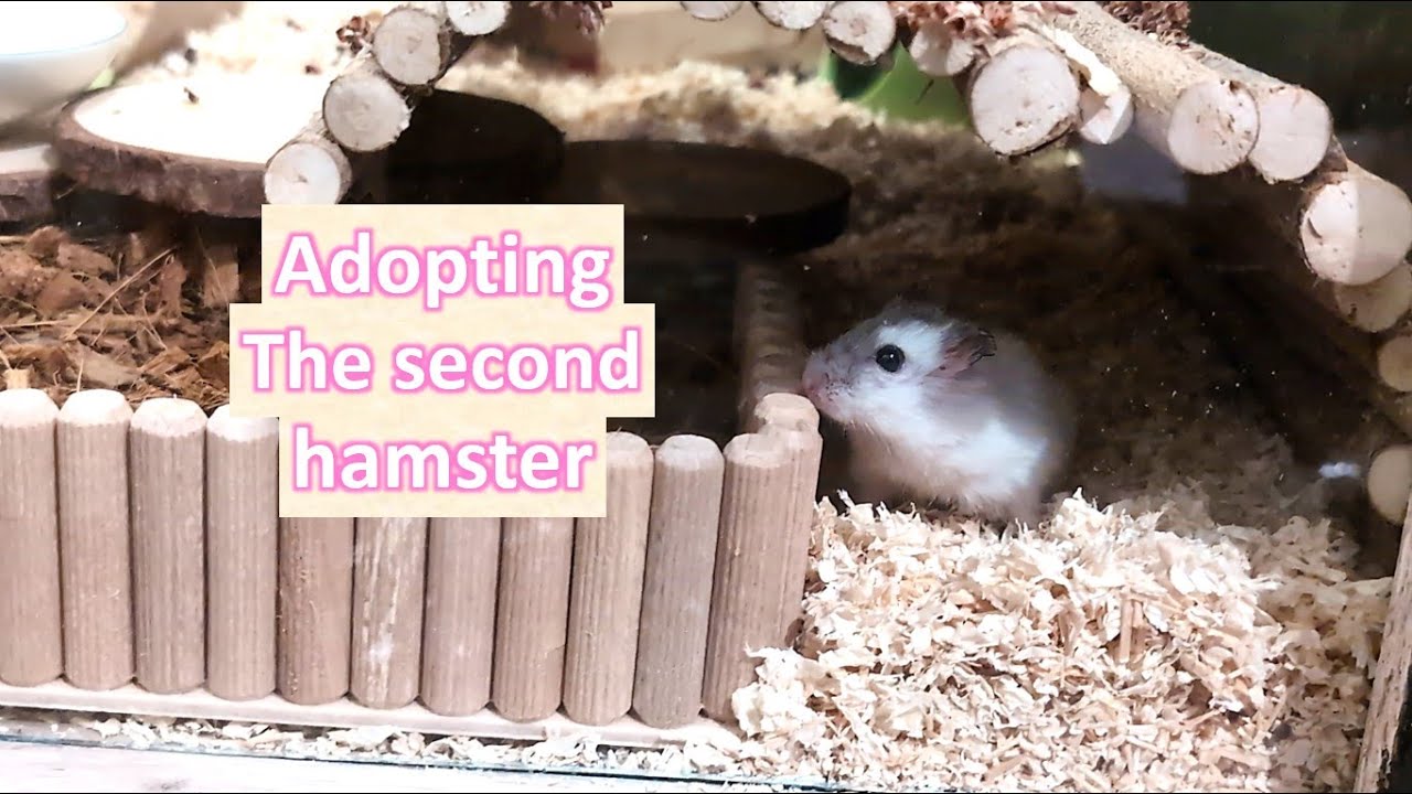 Adopting the second hamster -story time (cage, weird vet visit, health situation, name...)