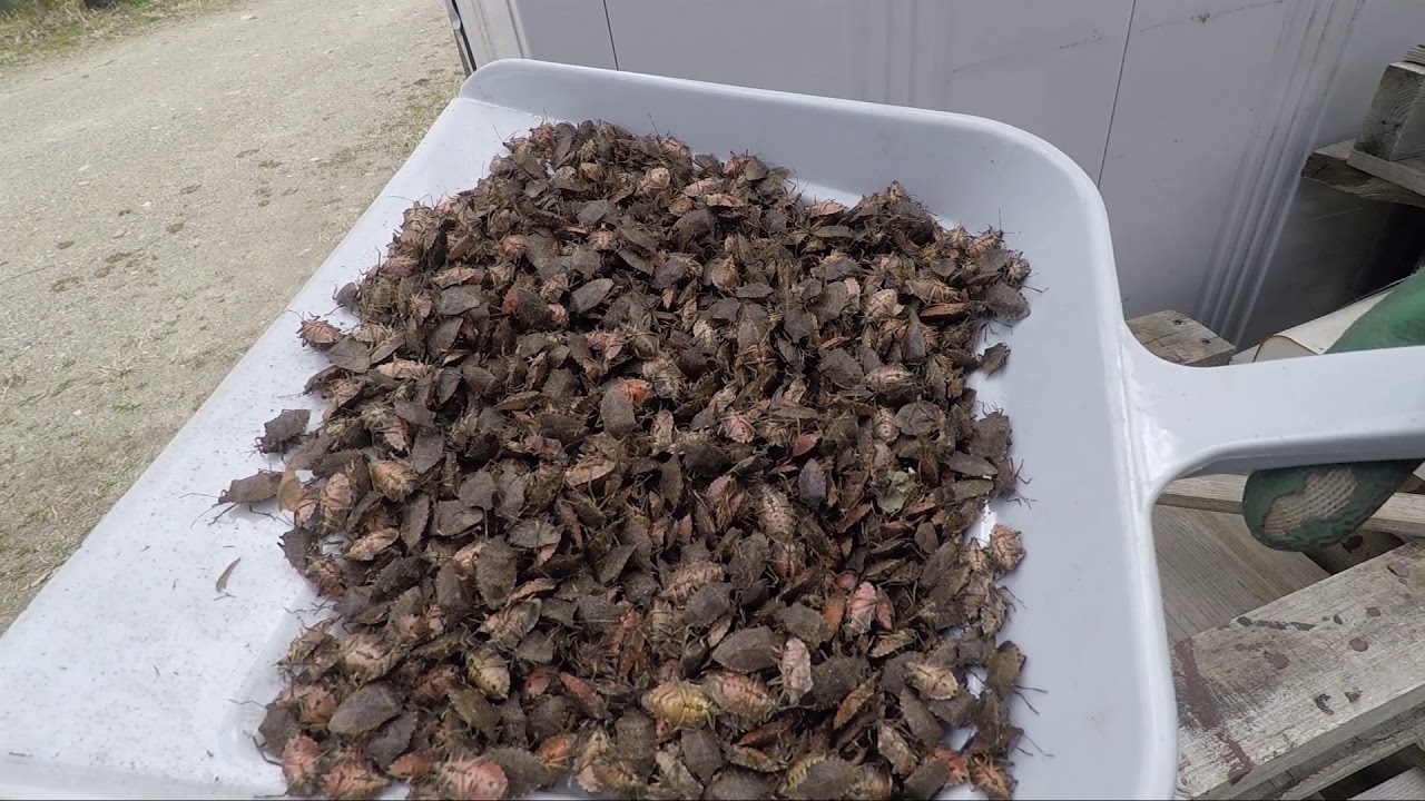 お魚さんこれでコロナを乗り切ってくれ！｜カメごめん！