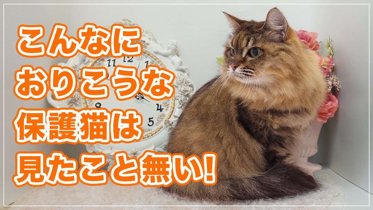 【コロンちゃん】勝手に家に入ってきて「私ここに住むわ」と上がりこんだ猫。こんなおりこうな保護猫は見たこと無い【保護猫】