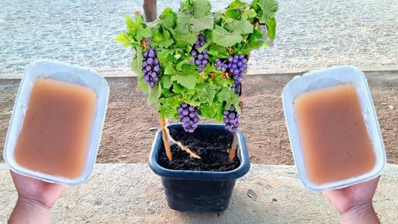 FAZ SEU PÉ DE UVA EXPLODIR EM FRUTOS!!