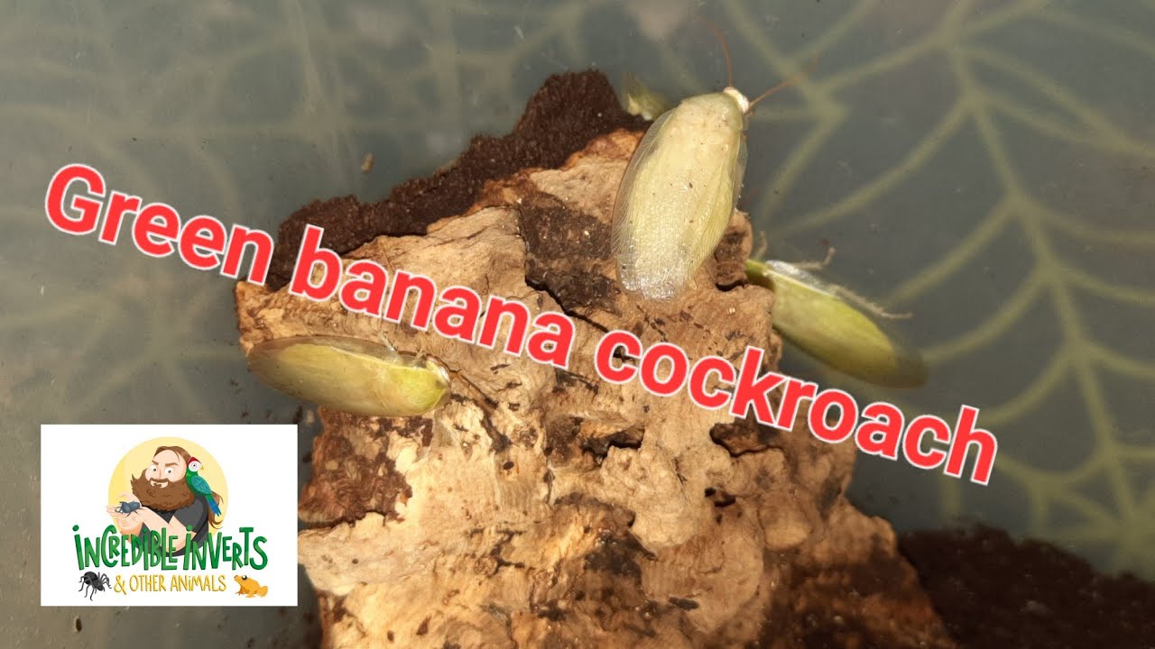 Green Banana Cockroach | Panchlora nivea | An Introduction | #cockroach #invertebrates #insects