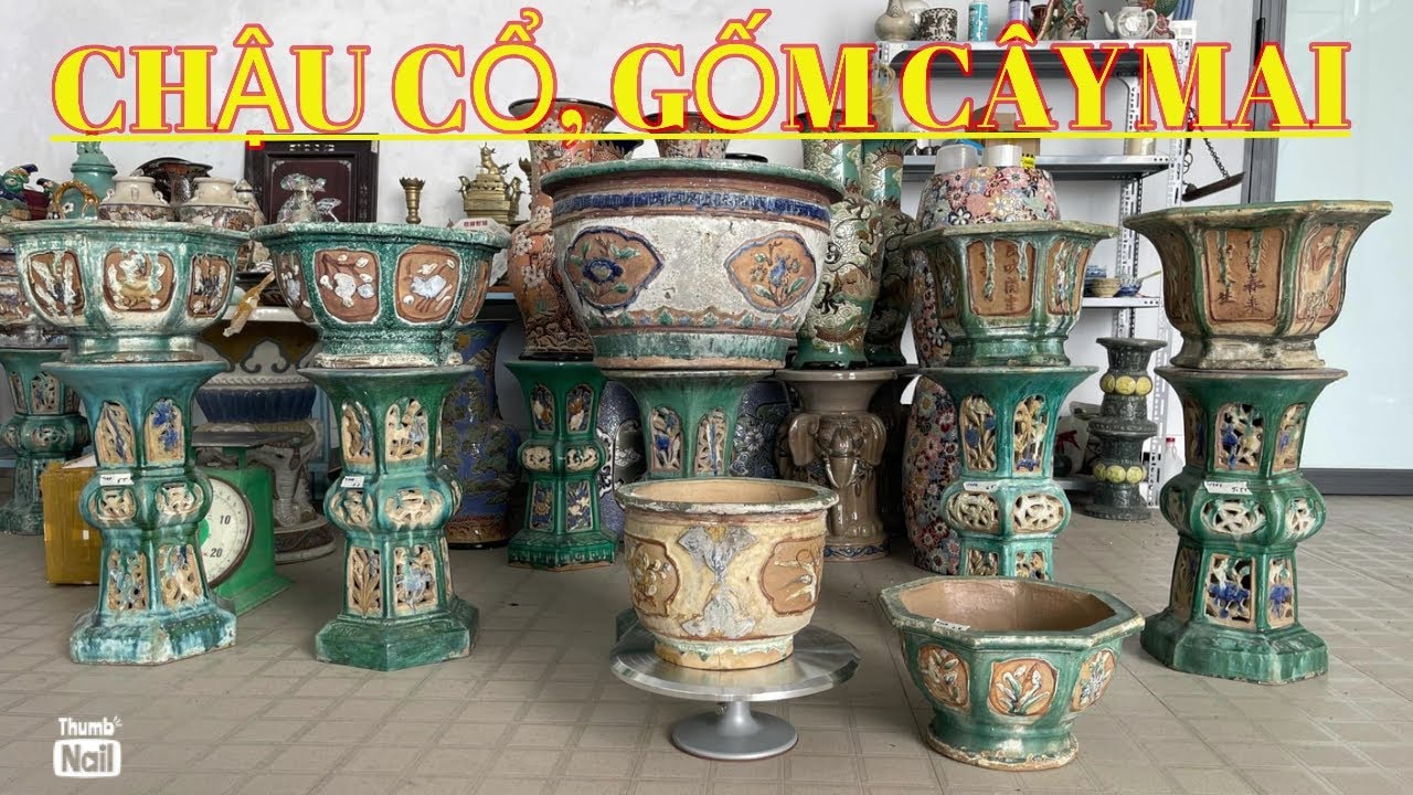 CHẬU CỔ, GỐM CÂY MAI.📶0939.30.31.30.SHOP NAM TRẦN AN GIANG. 16/8/2024