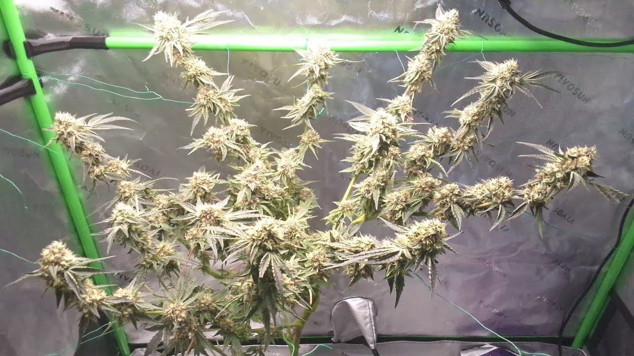 GMO&times;Zombie Kush before defoliation #cannabiseducation @RIPPERSEEDSTV @urbanremo 