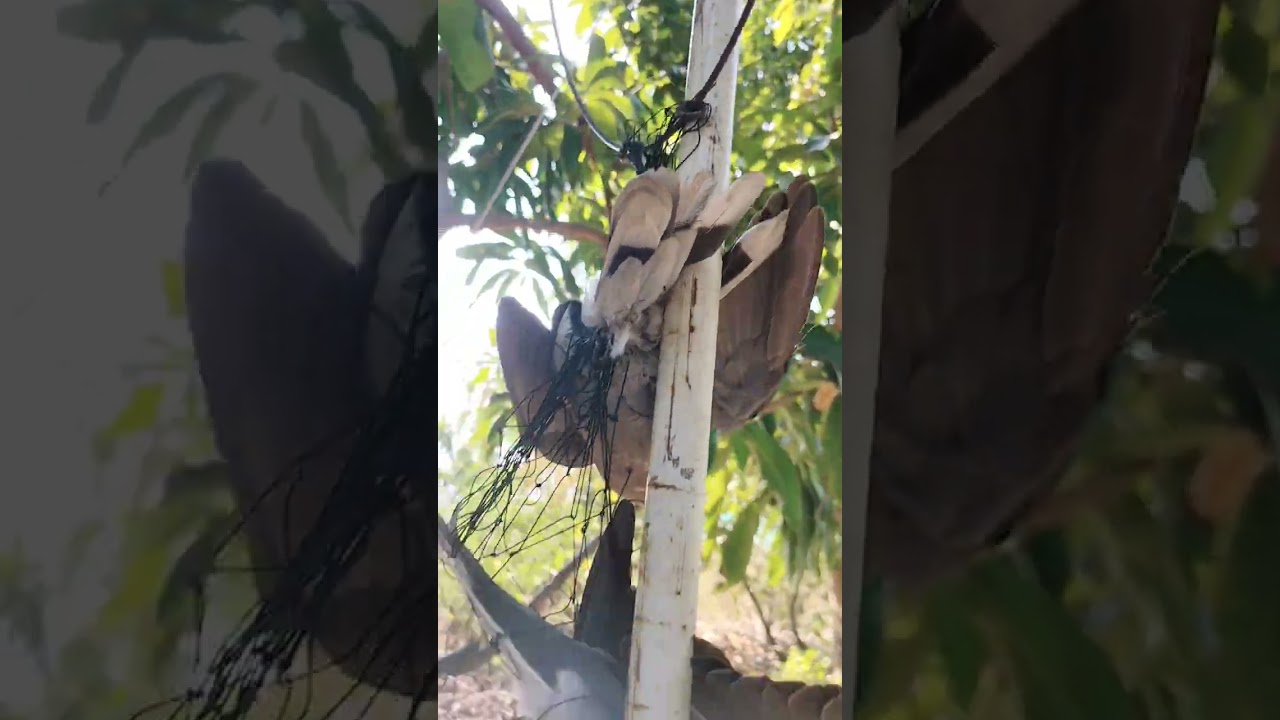 เพนียดหมานที่สุดในประเทศไทย