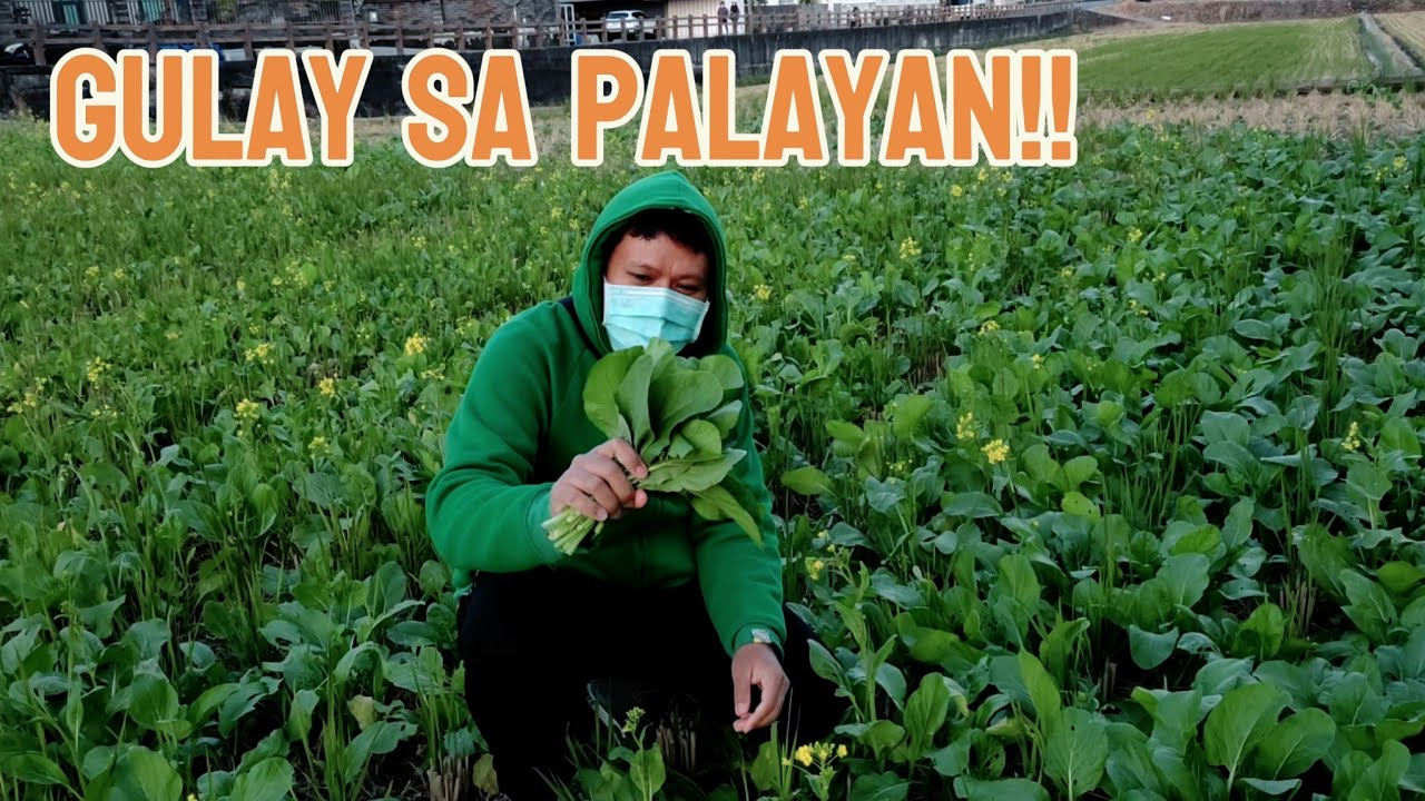 SOBRANG DAMI GULAY TUMUBO SA  PALAYAN NG Taiwanese +QUICK SUPERMARKET!!