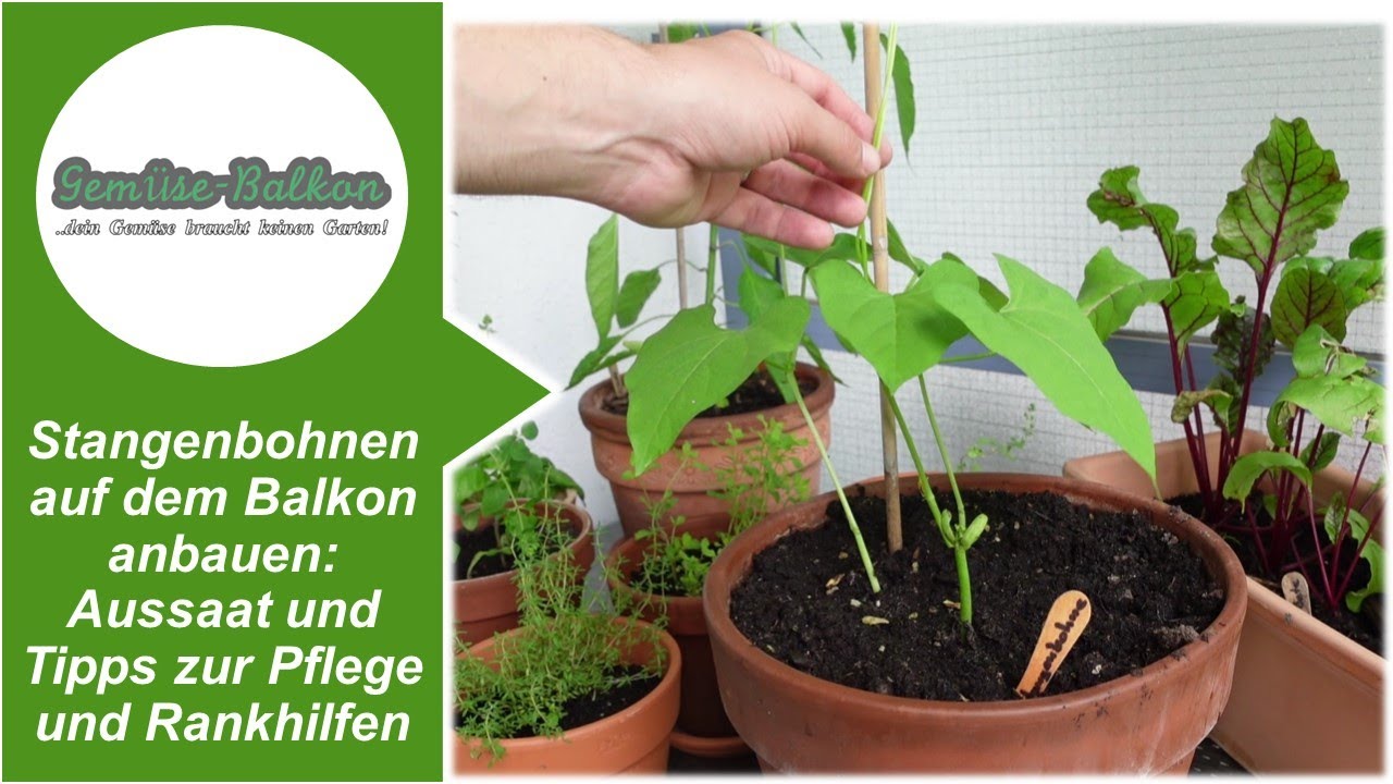 Stangenbohnen auf dem Balkon anbauen - Aussaat 🌱 und Tipps zur Pflege und Rankhilfen ⏫