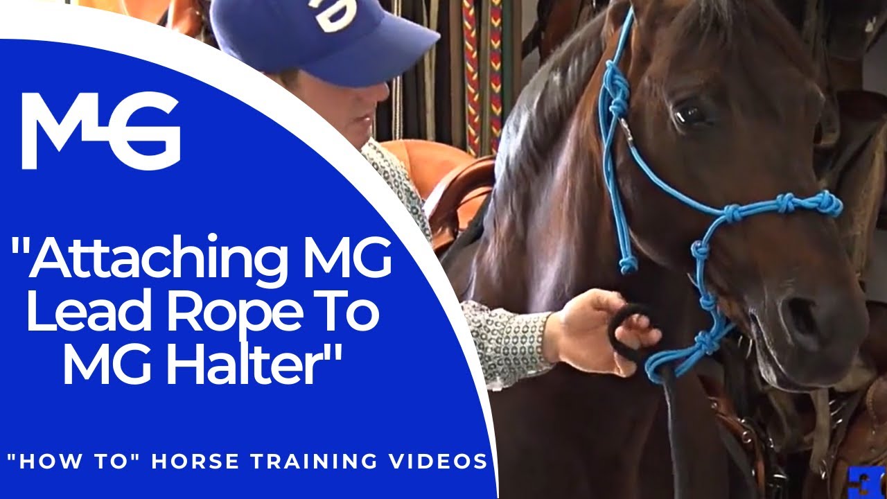 Attaching MG Lead Rope To MG Halter | The Horse Guru - Michael Gascon