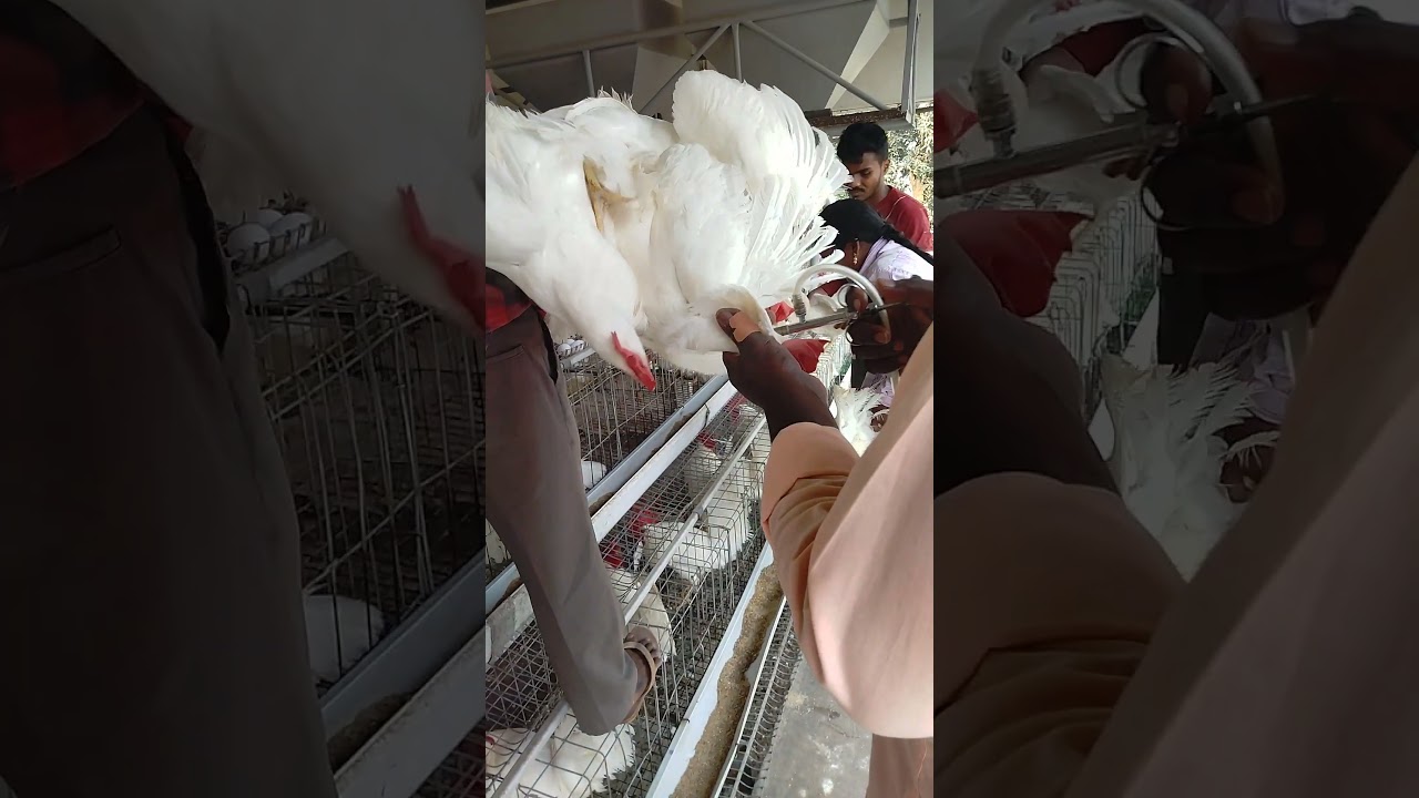#leyers#Nd ib killed vaccine💉 29 weeks... 🐔